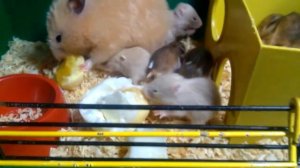 Чем кормить хомяка?