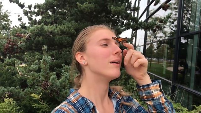 Monarch butterfly (Danaus plexippus) release, College of DuPage смотреть онлайн