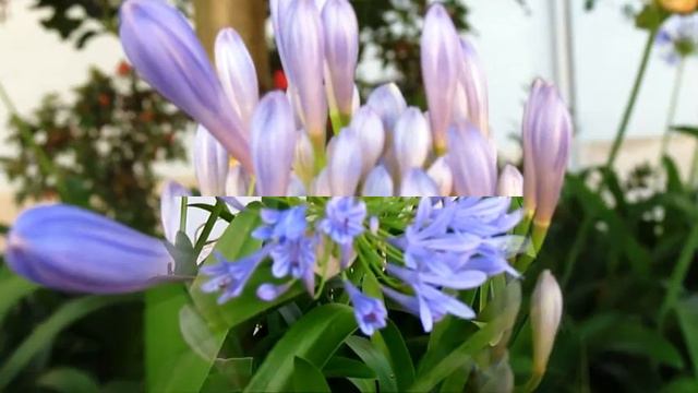 TCHAIKOVSKY / Flowers Waltz - Valsa das Flores - AGAPANTHUS смотреть онлайн