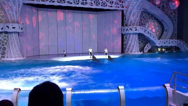 3 Дрессировщика и 2 касатки. смотреть онлайн