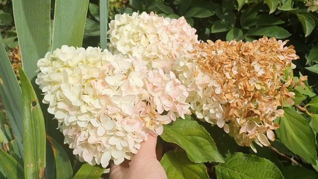 Новинка в моем саду - гортензия Саммер лав / summer love смотреть онлайн