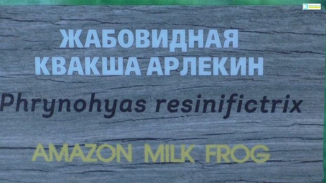 Видеоэкскурсия по Екатеринбургскому зоопарку Часть 4 смотреть онлайн