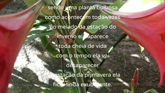 Vou demostrar um pouco dessa planta ornamental linda ,chama se Hippeastrum striatum . смотреть онлайн