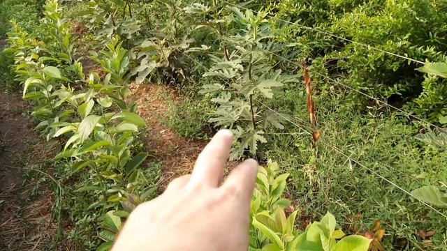 Інжир, швидкість вступу у плодоношення. смотреть онлайн