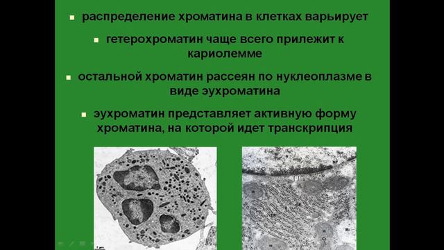Нуклеоплазма. Хроматин смотреть онлайн