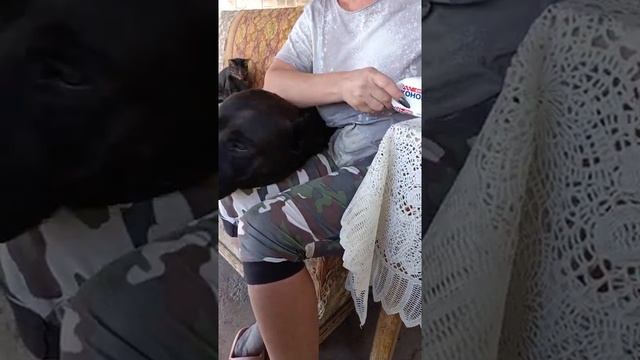 Чистка ушей Питбулю. смотреть онлайн