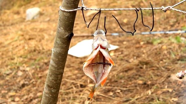 Дикая кухня - Копчение рыбы в типи | Smoking Fish - Primitive Style смотреть онлайн