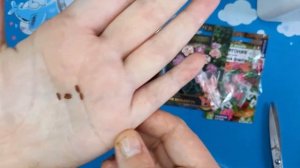 Выращивание пеларгонии из семян легко и просто