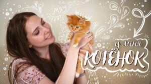У меня котёнок: как подготовиться к появлению питомца?