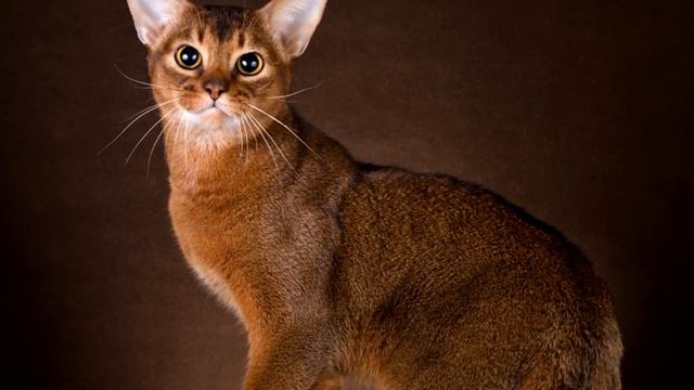 Содержание и уход. Абиссинская кошка смотреть онлайн