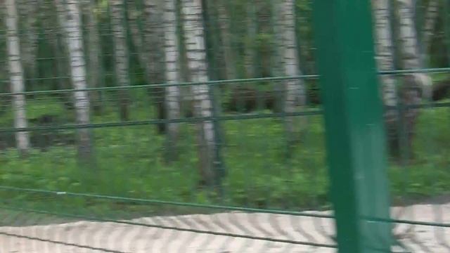 Пустой ли это вольер? Страусы эму. смотреть онлайн