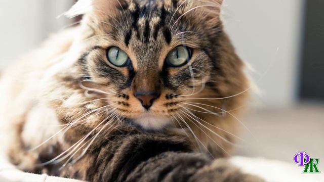 Бездомный котёнок, пропащий малютка - но, всё же, домой я тебя НЕ возьму! смотреть онлайн