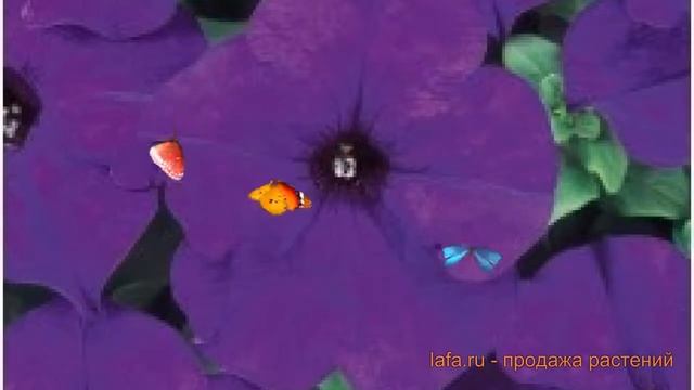 Петуния грандифлора Дримс Миднайт (drims midnayt) ? обзор: как сажать, семена петунии Дримс Миднайт смотреть онлайн
