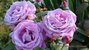 Роза чайно-гибридная Шарль де Голль (Rose Charles De Gaulle) ? обзор: как сажать, саженцы розы