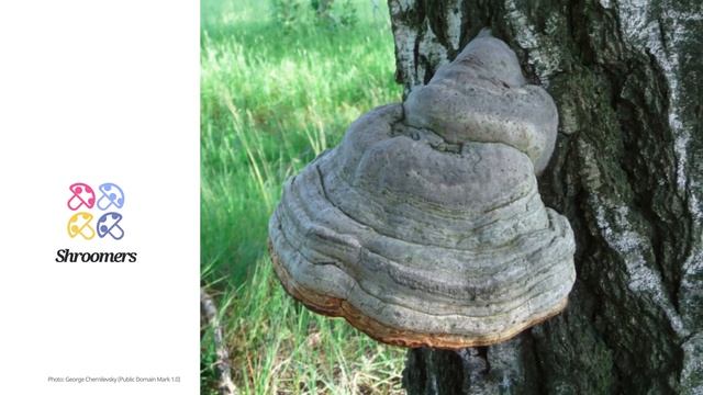 Tinder fungus (Fomes fomentarius) | Scientific Mushroom Profile | Shroomers смотреть онлайн