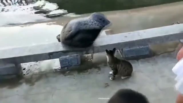 Котик избивает морского котика. смотреть онлайн