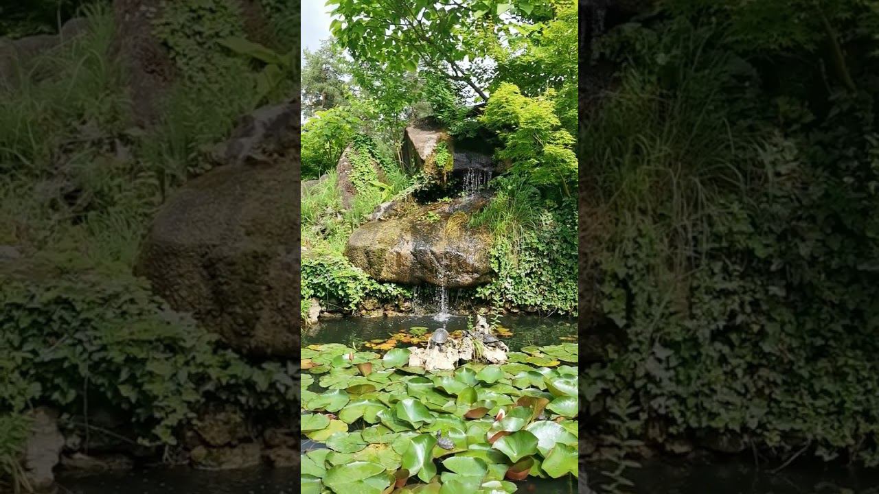 Лотосы и черепахи смотреть онлайн