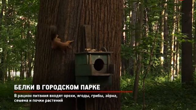 КРТВ. Белки в городском парке смотреть онлайн