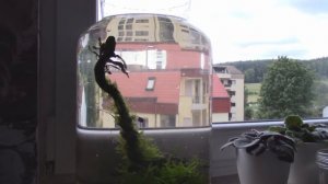 СОДЕРЖАНИЕ и РАЗВЕДЕНИЕ  креветок на подоконнике. Желтые и черные креветки сакуры. НЕОКАРДИНЫ.