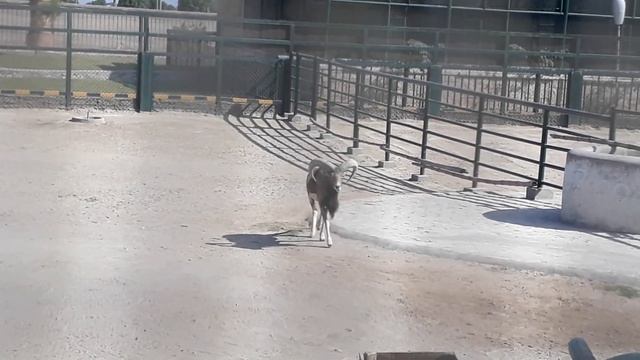 Urial | urial videos | Urial Animals in zoo | urial in United kingdom смотреть онлайн