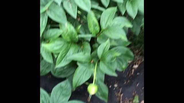 Mothers Choice Peony смотреть онлайн