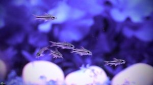 Сомик коридорас Пигмей — аквариумный коротышка!