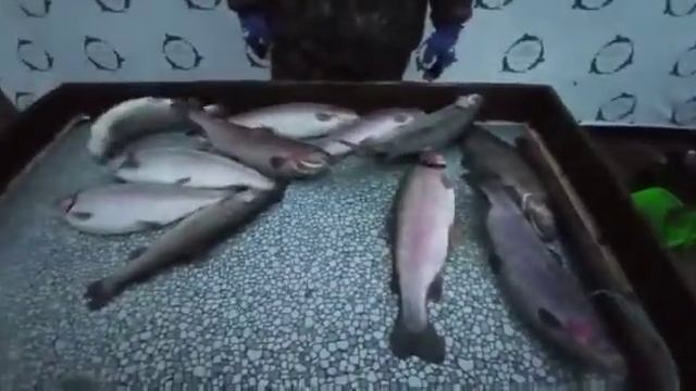 Спорт участок ! смотреть онлайн