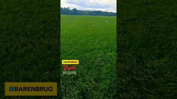 Vredo травяная сеялка в Ленинградской области, семена Barenbrug, agrosalon 2020