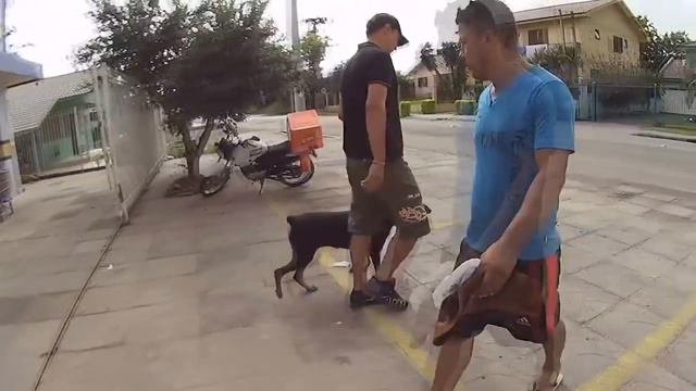 FUI AO SUPER MERCADO COM 1 DOBERMAN + COMO ADESTRAR UM CACHORRO FILHOTE OU ADULTO смотреть онлайн