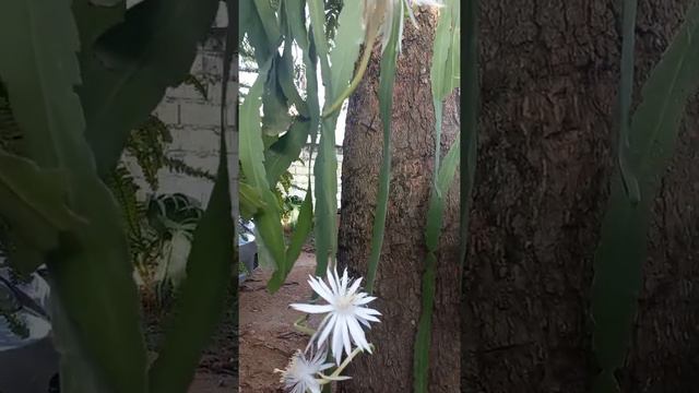 Epiphyllum pumilum. смотреть онлайн