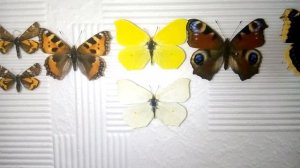 Всё о бабочках. Топ 5 первых весенних Бабочек.