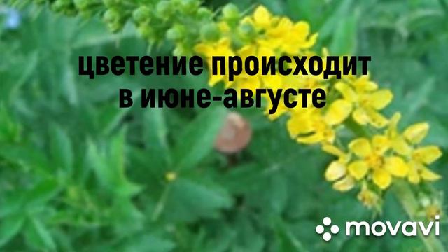 Репешок обыкновенный смотреть онлайн
