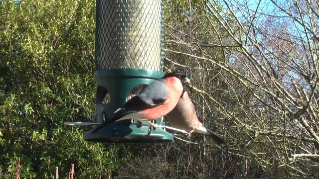 😻.Video For Cats.CatTV