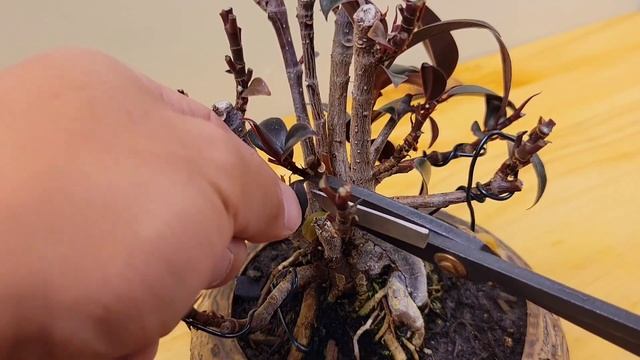 Ficus Elastica Bonsai Defoliation (Rubber plant) #ficus #bonsai смотреть онлайн