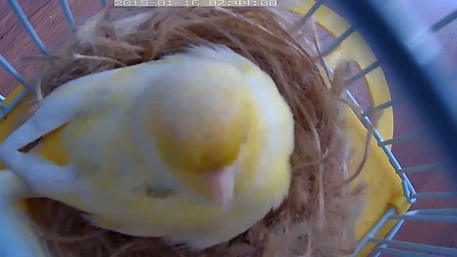 Самец кормит самку. смотреть онлайн