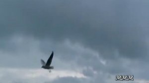 „Чайка, черноморская чайка“ -  Борис Рубашкин