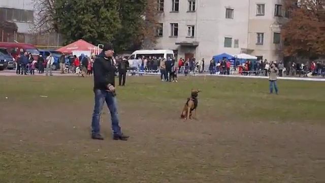 Немецкий боксер Собака сопровождения ЗКС г.Кременчуг смотреть онлайн