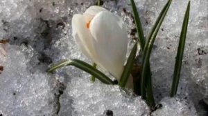 П.И.Чайковский.  Подснежник