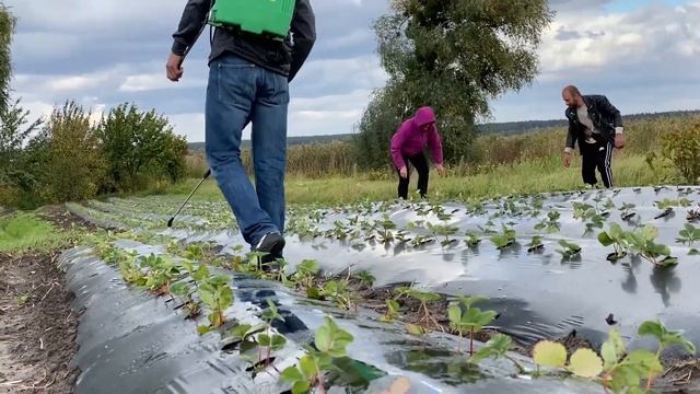 Успешная Ягодная Ферма (клубника, малина, ежевика, смородина, голубика) смотреть онлайн