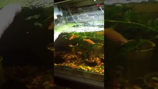 VLOG #30 Моё увлечение и хобби, разведение аквариумных рыбок! смотреть онлайн