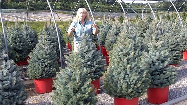 Baby Blues Spruce - Lakeview Nurseries смотреть онлайн