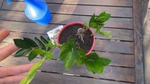 ?ЗАМИОКУЛЬКАС не растёт | КАК поливать замиокулькас | Долларовое дерево