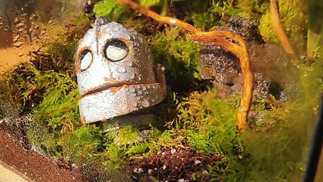 EL GIGANTE DE HIERRO - Terrario Bioactivo
