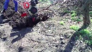 Работа мотоблока WEIMA 12 л/с с фрезой