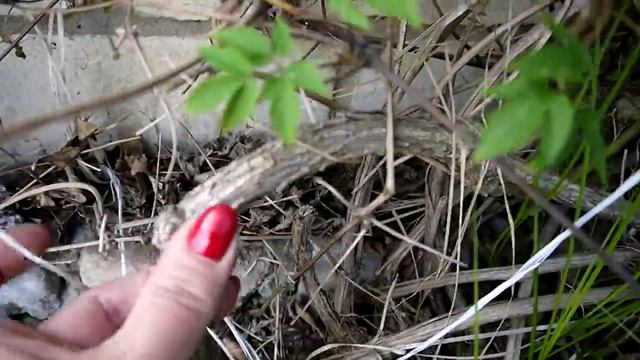 Клематис - Княжик Альпийский смотреть онлайн