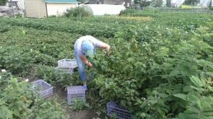 Как спасти урожай смородины