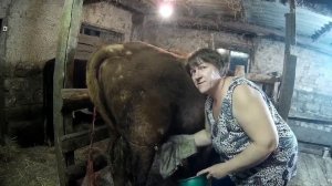 Первая дойка после отела // Как приучить первотёлку // Как поить телёнка // жизнь в деревне