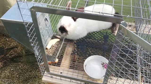 Небольшой обзорчик! Купили кролика "Пуха" смотреть онлайн