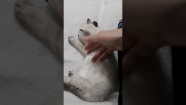 Характер Невской маскарадной кошечки в 2 месяца смотреть онлайн