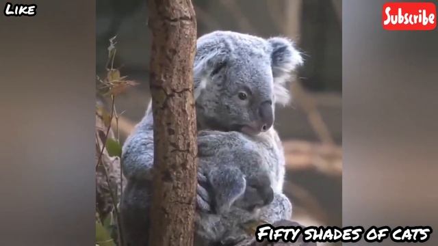 KOALA WRAPPED ON A TREE - KOALA COMPILATION - CUTE And FUNNY KOALA
